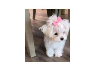 Beautiful Puppy for Sale / 3