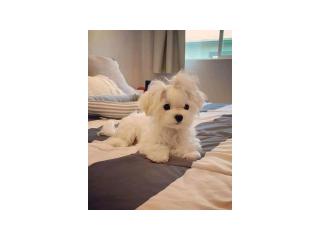 Beautiful Puppy for Sale / 4