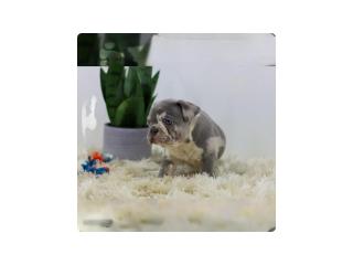 Cassie, the lilac merle French Bulldog needs a nice buyer