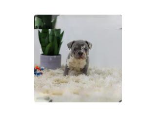 Cassie, the lilac merle French Bulldog needs a nice buyer - 2