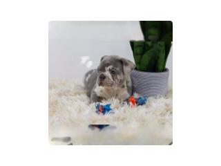 Cassie, the lilac merle French Bulldog needs a nice buyer - 3