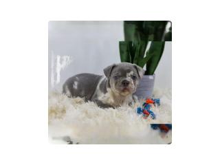 Cassie, the lilac merle French Bulldog needs a nice buyer - 4