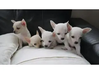 Quality Chihuahua Puppies For Sale