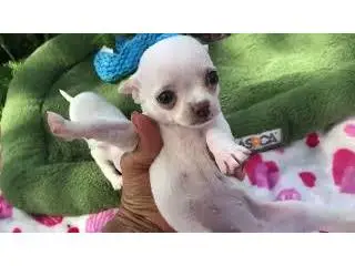 Quality Chihuahua Puppies For Sale - 2