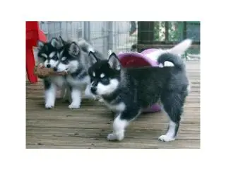 Well Bred Pomsky Puppies Available