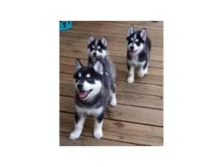 Well Bred Pomsky Puppies Available - 2