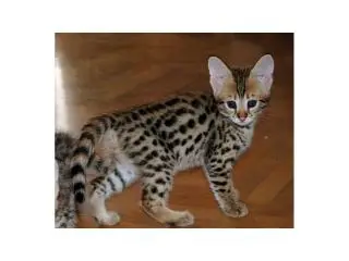 Exotic kittens for sale .