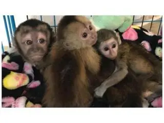 Primates for sale to loving and caring families .