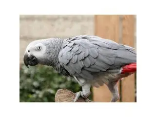 Affordable Congo ******n Grey Parrots for sale USA