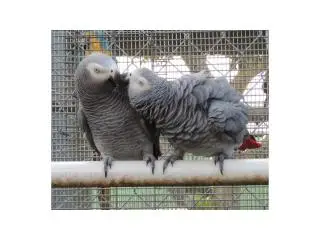 Buy ******n Grey Parrots online USA