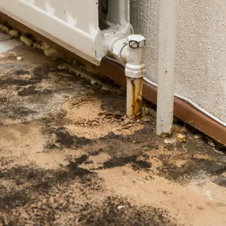 When Should You Consider Mold Testing in Burbank?