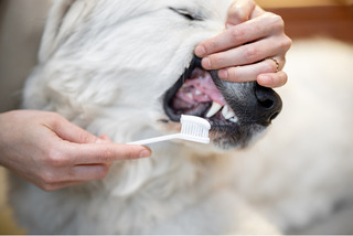 Boulevard Animal Hospital