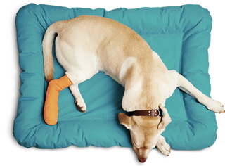 Boulevard Animal Hospital - 2